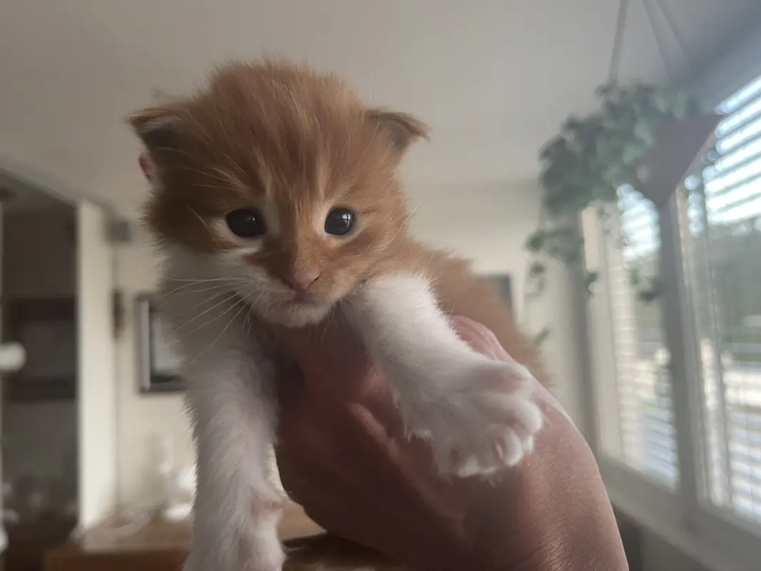 D‘Bowie