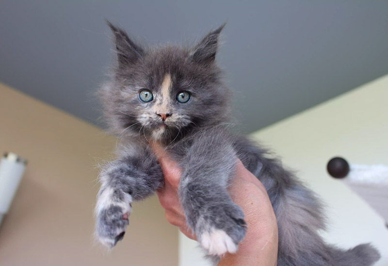 Maine Coon Kitten in Vorarlberg