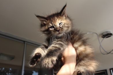 Willow