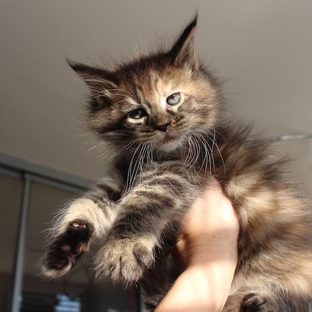 Willow