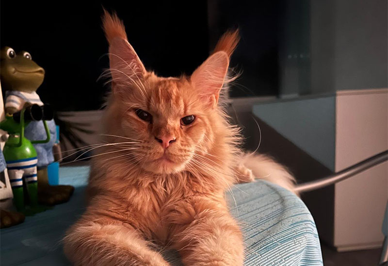 Maine Coon Kater