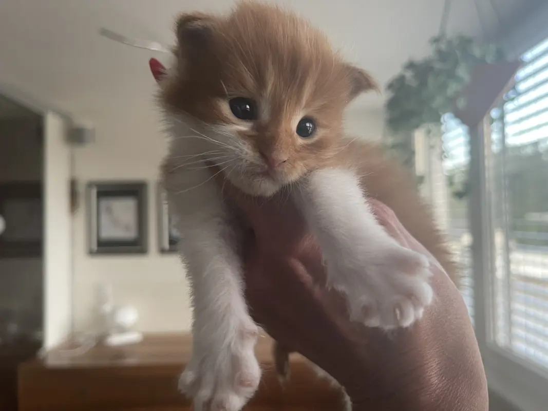 D‘Bowie