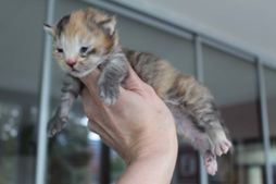 Kitten I Got You Babe