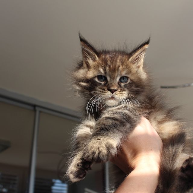 Willow
