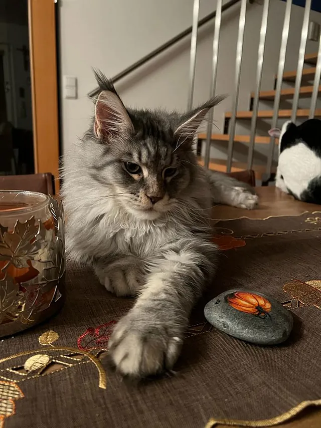 Elio