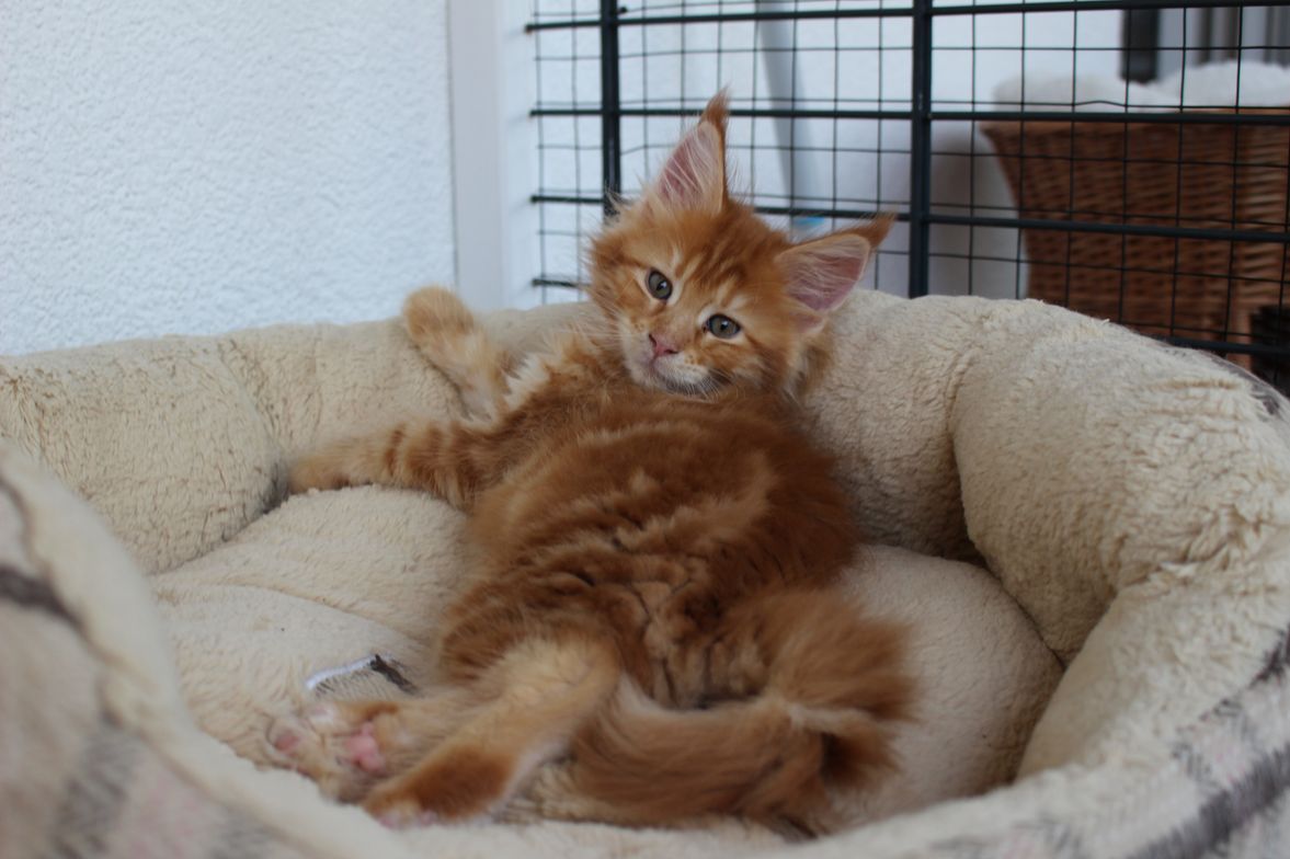 Maine-Coon-Katzen in Lustenau in Vorarlberg
