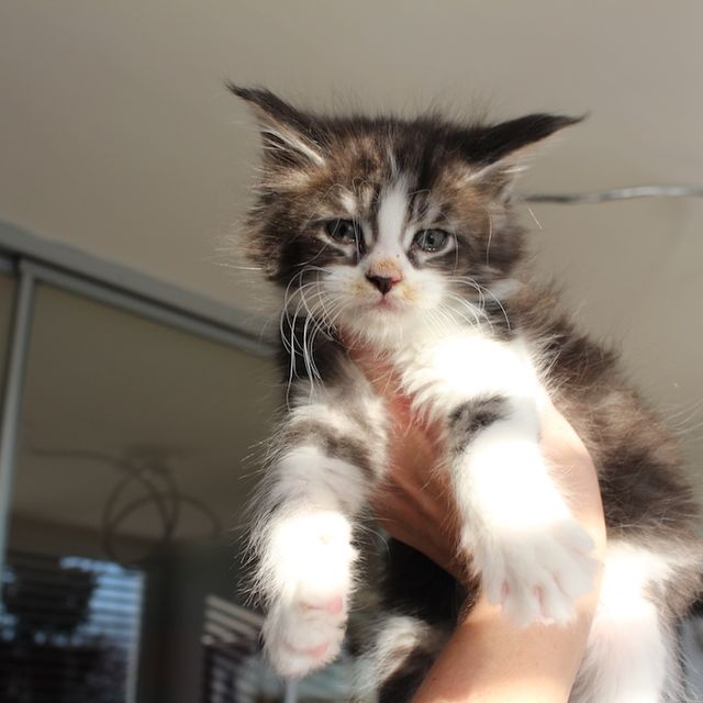 Wallace